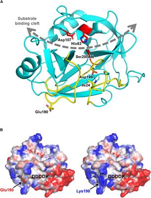 Novel Pathogenic PRSS1 Variant p.Glu190Lys in a Case of Chronic Pancreatitis